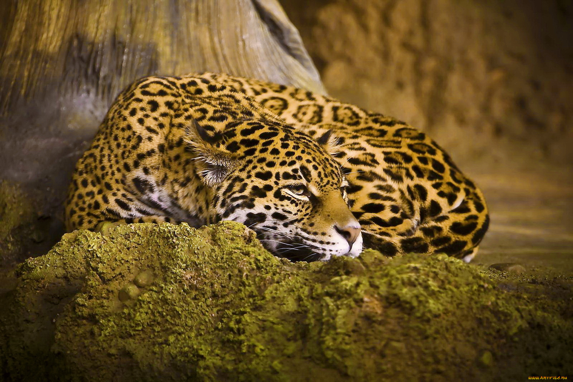 Animal dream. Леопард Оцелот Ягуар. Ягуар животное. Пятнистый леопард. Ягуар амазонки.